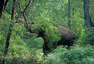 Musth: Double musth Asian / Indian Elephant breaking the branch