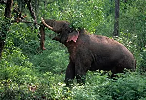 Musth: Double-musth bull Indian / Asian Elephant breaking