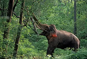 Musth: Double musth bull Indian / Asian Elephant breaking