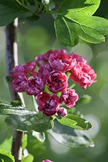 Laevigata: Double pink hawthorn, Crataegus laevigata Rosea