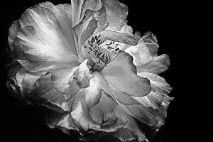 Monotone: Double shirley poppy, Papaver rhoeas, a black and white shot