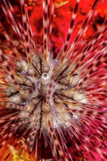 Vent: Double-spined Urchin (Echinothrix calamaris) juvenile