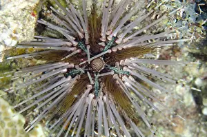 Painful: Double-spined Urchin - Night Dive, Night dive