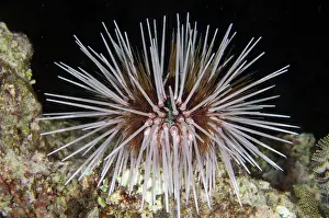 Menjangan: Double-spined Urchin - night dive - NusaBay Menjangan Hotel