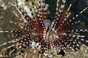Painful: Double-spined Urchin on night dive TK1 dive site