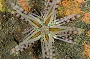 Painful: Double-spined Urchin view from above on night dive