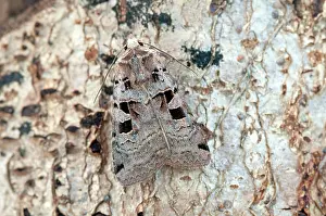 Triangulum: Double Square-spot Moth