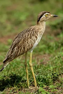 Knees: Double-Striped / Mexican Thick-Knee / Double-Striped