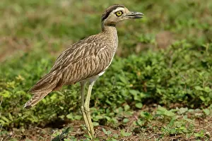 Knee: Double-Striped / Mexican Thick-Knee / Double-Striped