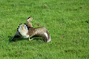 Feigning: Double-Striped / Mexican Thick-Knee / Double-Striped
