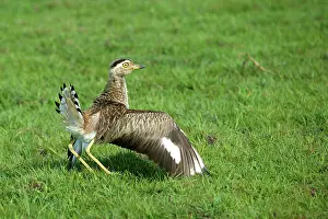 Feigning: Double-Striped / Mexican Thick-Knee / Double-Striped