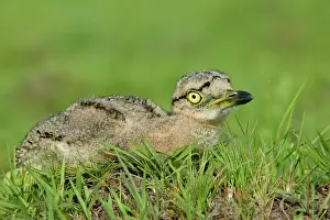 Knee: Double-Striped / Mexican Thick-Knee / Double-Striped