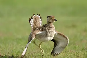Feigning: Double-Striped / Mexican Thick-Knee / Double-Striped