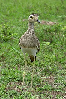 Knee: Double-striped / Mexican Thick-knee / Double-Striped