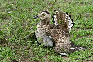 Feigning: Double-striped / Mexican Thick-knee / Double-Striped