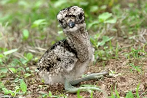 Knee: Double-striped / Mexican Thick-knee / Double-Striped
