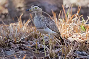 Burhinus: Double-striped Thick-Knee