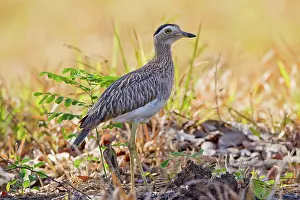Burhinus: Double-striped Thick-Knee