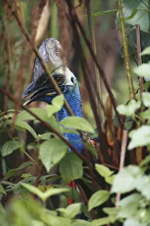 Wattled: Double-wattled Cassowary
