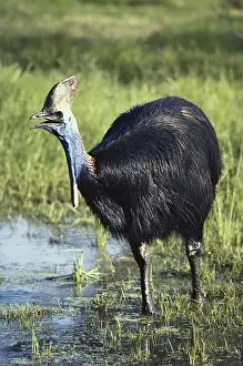 Wattled: Double-wattled Cassowary