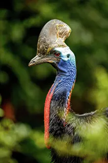 Wattled: Double-wattled cassowary (Casuarius casuarius)