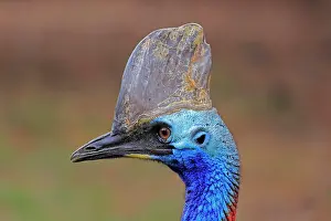 Wattled: Double-wattled cassowary (Casuarius casuarius)