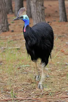 Wattled: Double-wattled cassowary (Casuarius casuarius)