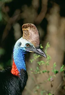 Cassowaries: Double-wattled / Southern CASSOWARY