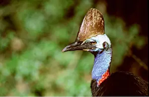 Comb: Double-wattled / Southern CASSOWARY