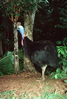Wattled: Double-wattled / Southern CASSOWARY