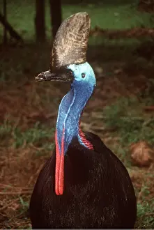 Comb: Double-wattled / Southern CASSOWARY
