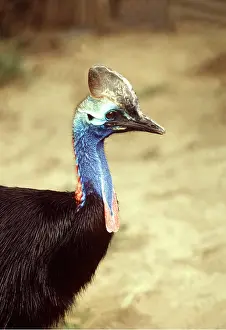 Double: Double-wattled / Southern CASSOWARY