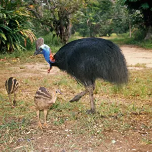 Cassowaries: Double-wattled / Southern CASSOWARY - male with chicks