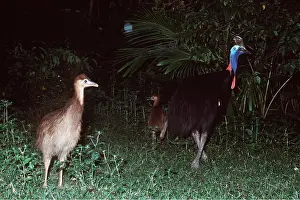 Father: Double-wattled / Southern CASSOWARY - male with chicks