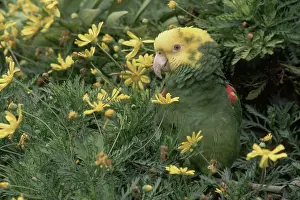 Amazona: Double Yellow-headed Amazon Parrot