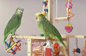 Amazona: Double-yellow headed Amazon Parrot