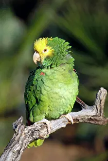 Amazona: Double Yellow Headed Parrot