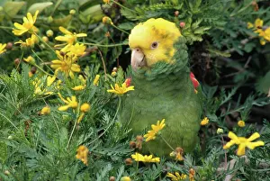 Amazona: Double Yellow Headed Parrot