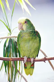 Amazona: Double-yellowheaded Amazon