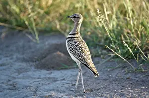 Courser: Doublebanded Courser - Close up standing in track