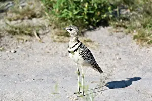 Courser: Doublebanded Courser - Standing