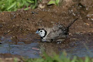 31517: Doublebarred Finch Bathing in a shallow pool below a dr