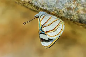 Cueva: Doubleday's Sailor, butterfly, Cueva de los Guacharos