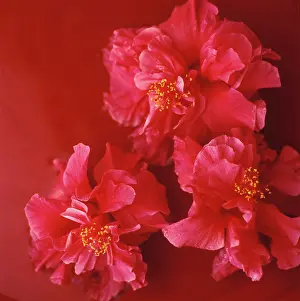 Deluxe: DoubleHibiscus