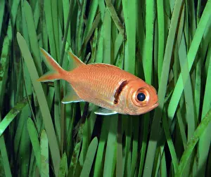Reefs: Doubletooth Soldierfish; coral reefs of Indo-Pacific