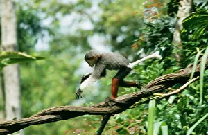 Douc: Douc LANGUR MONKEY
