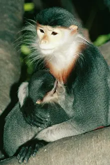 Douc: Douc LANGUR MONKEY - mother and baby