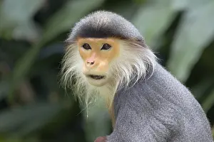 Singapore: Douc Langur Monkey Pygathrix nemaeus Singapore Zoo