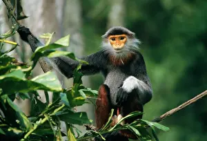 Douc: Douc Langur Monkey / Red-shanked Douc