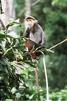 Langurs: Douc LANGUR MONKEY - sitting in tree